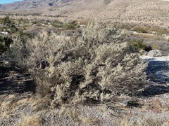Atriplex polycarpa