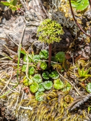 Diplaspis cordifolia