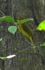 Iole indica