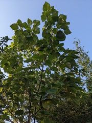 Gmelina arborea