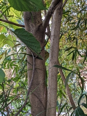 Gmelina arborea