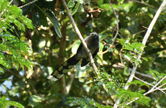 Phaenicophaeus viridirostris