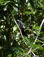 Phaenicophaeus viridirostris