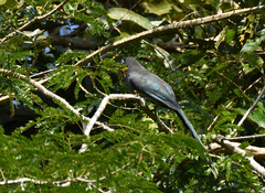 Phaenicophaeus viridirostris