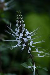 Orthosiphon aristatus