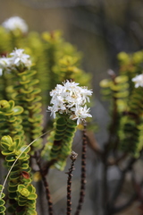 Veronica pauciramosa