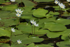 Nymphoides indica