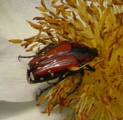 Leucocelis