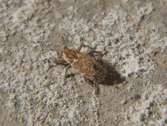 Microlarinus lareynii