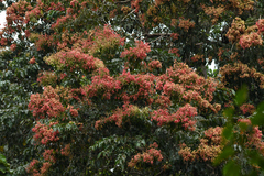 Terminalia paniculata