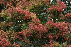 Terminalia paniculata