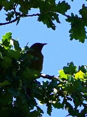 Anthornis melanura