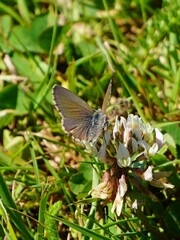 Zizina oxleyi