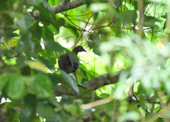 Galloperdix spadicea