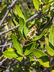 Orites diversifolius