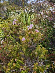 Melaleuca squamea