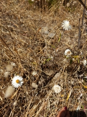 Helichrysum leucopsideum