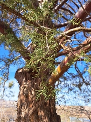 Cupressus arizonica