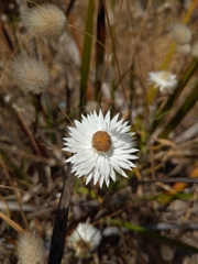 Helichrysum leucopsideum