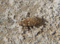 Microlarinus lareynii