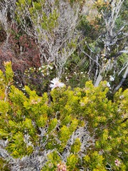 Melaleuca squamea