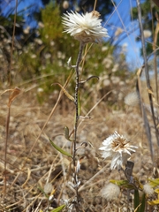 Helichrysum leucopsideum