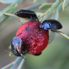 Canthophorus melanopterus