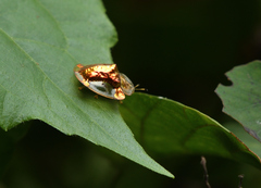 Aspidimorpha sanctaecrucis