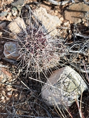 Echinocereus engelmannii fasciculatus