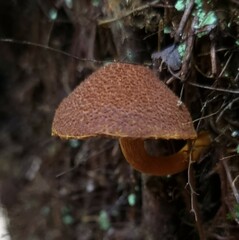 Tricholomopsis scabra