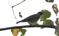 Turdus simillimus