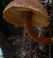 Tricholomopsis scabra