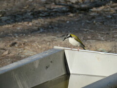 Melithreptus albogularis