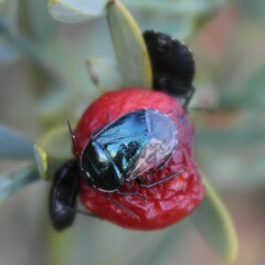 Canthophorus melanopterus