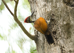 Chrysocolaptes guttacristatus