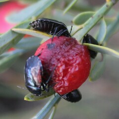 Canthophorus melanopterus