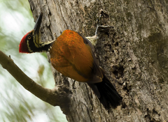 Chrysocolaptes guttacristatus