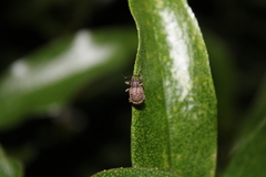 Phlyctinus callosus