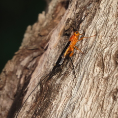 Archibracon servillei