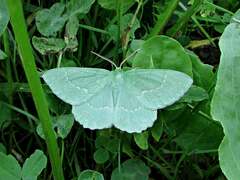 Geometra papilionaria