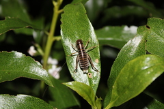 Hemiandrus celaeno