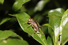 Hemiandrus celaeno