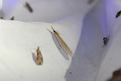 Orocrambus angustipennis