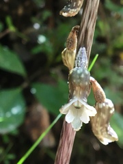 Gastrodia cunninghamii