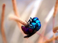 Chrysididae