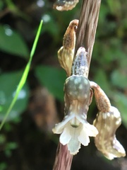 Gastrodia cunninghamii