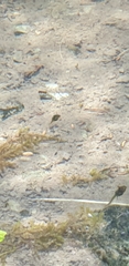 Pelodryadidae