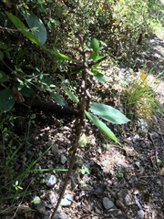 Gastrodia cunninghamii