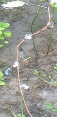 Pelodryadidae