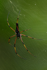 Nephila kuhli